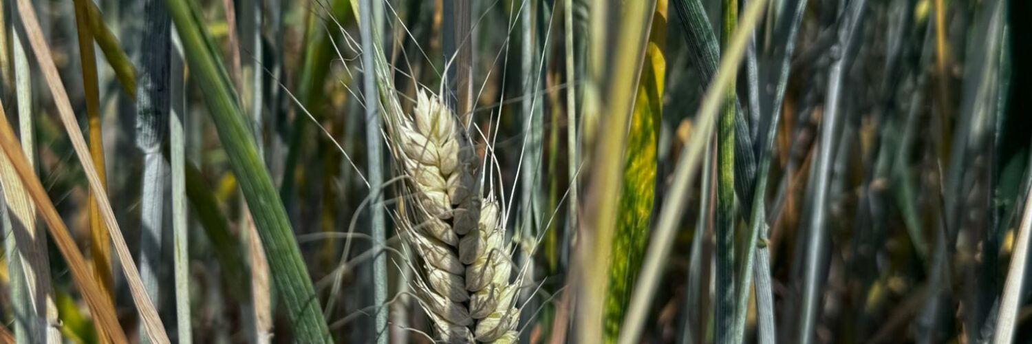 fusarium difesa resa