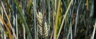 fusarium difesa resa