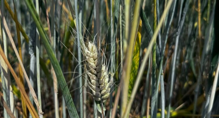 fusarium difesa resa