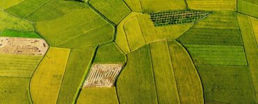 cereali biodiversità