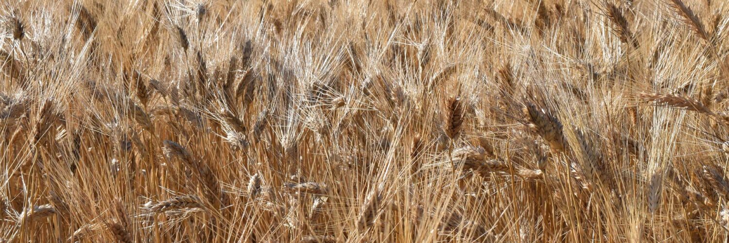 Difesa del grano: tecniche e sostenibilità