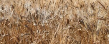 Difesa del grano: tecniche e sostenibilità