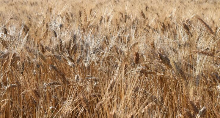 Difesa del grano: tecniche e sostenibilità