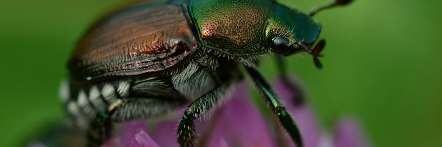 POPILLIA JAPONICA