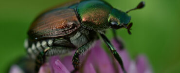POPILLIA JAPONICA