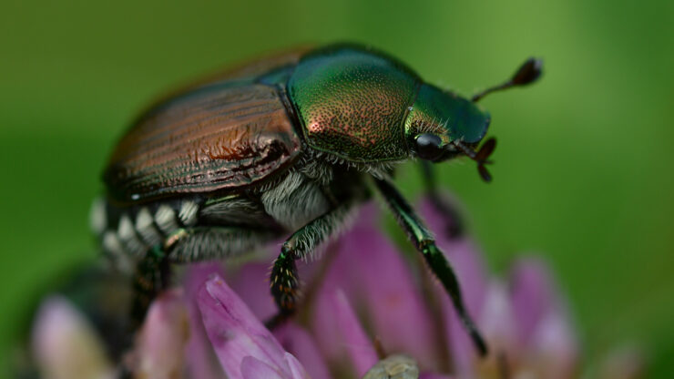 POPILLIA JAPONICA