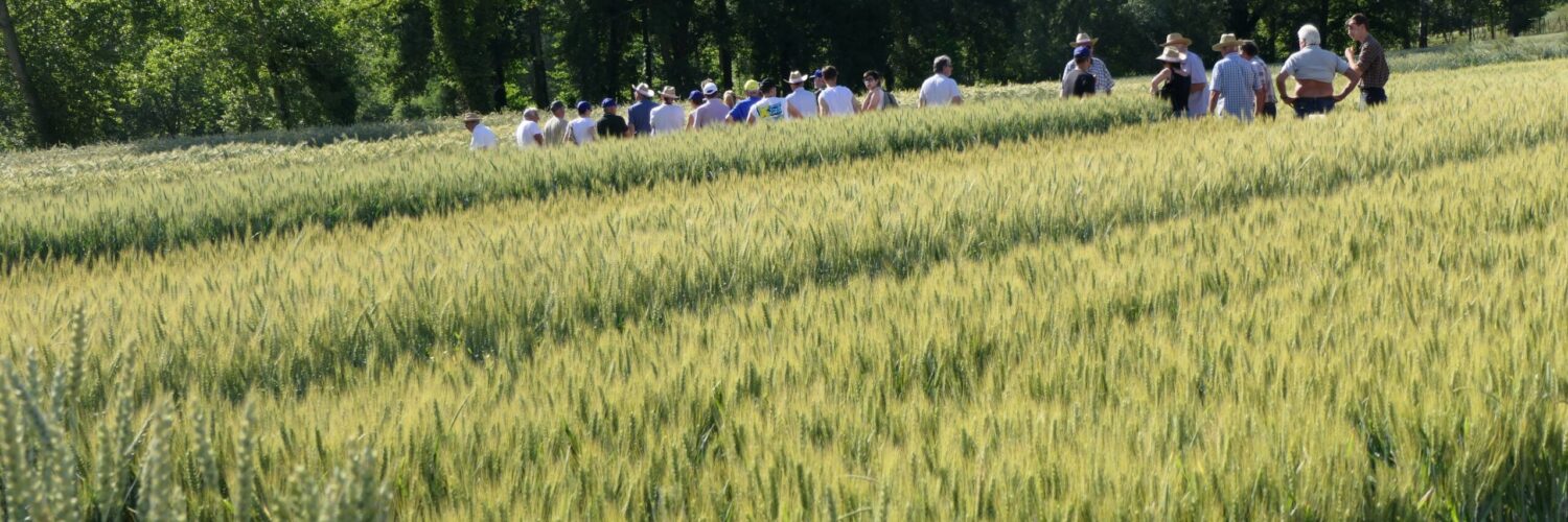 variet&agrave; scelta in campo