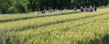 varietà scelta in campo