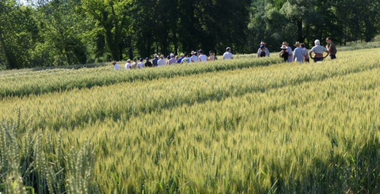 varietà scelta in campo