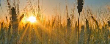 più luce nel grano
