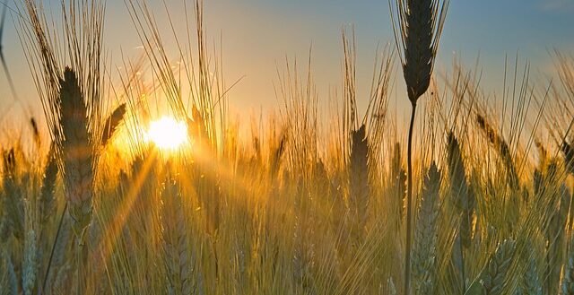 più luce nel grano