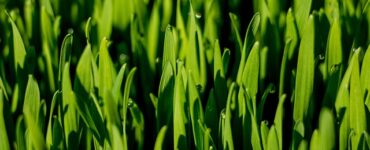 grano che si concima da solo