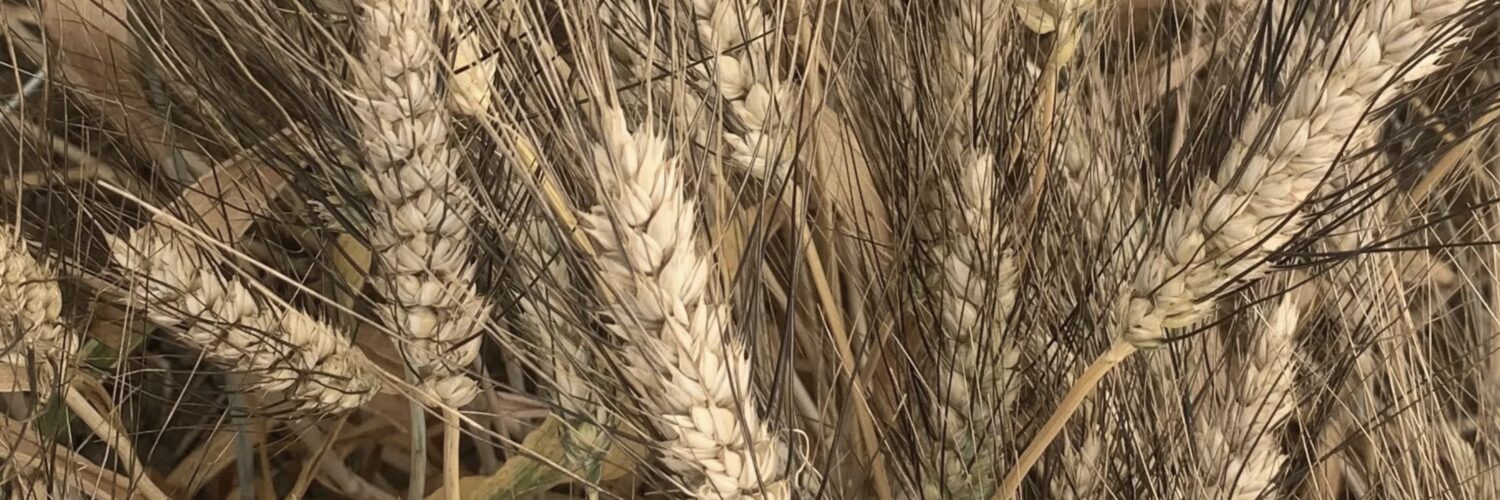 Prezzo del grano duro in Italia