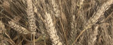 Prezzo del grano duro in Italia