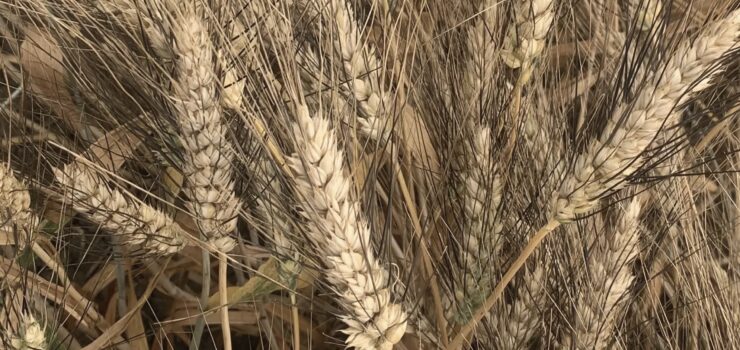 Prezzo del grano duro in Italia