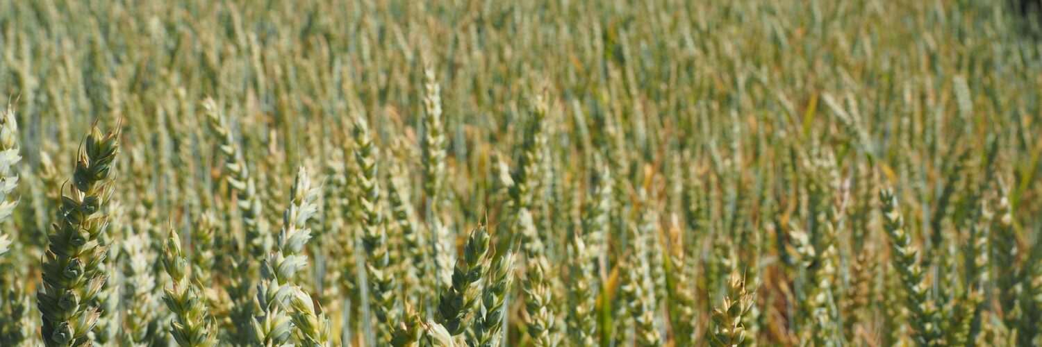 Frumento di forza: nutrizione e qualità in campo