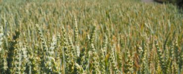 Frumento di forza: nutrizione e qualità in campo