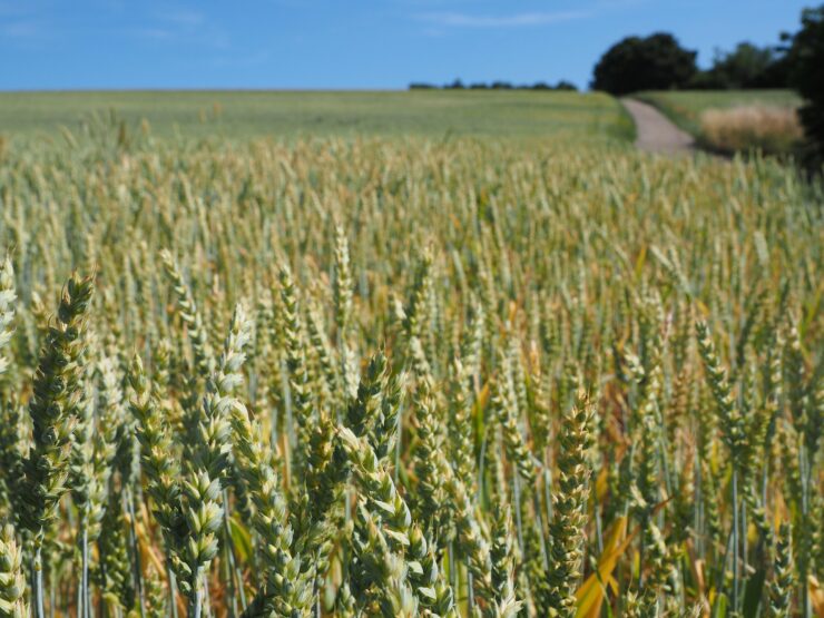 Frumento di forza: nutrizione e qualità in campo