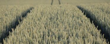 biologicals resa grano
