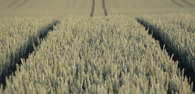 biologicals resa grano