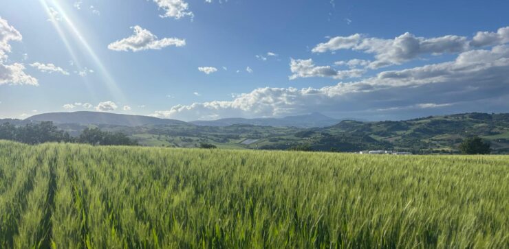 grano da generazioni