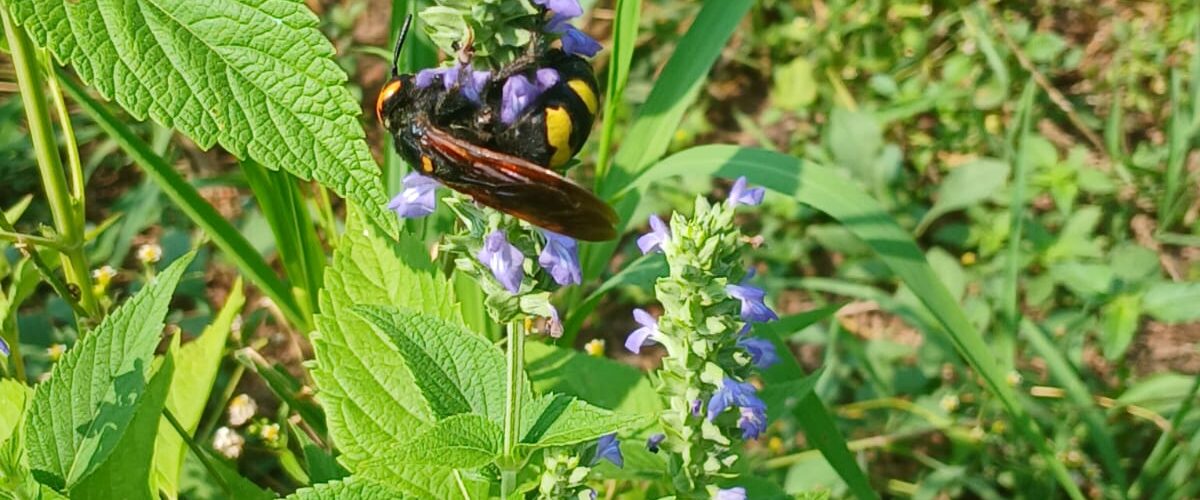 biodiversità in campo a dairago