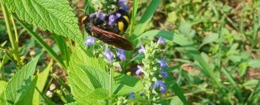 biodiversità in campo a dairago