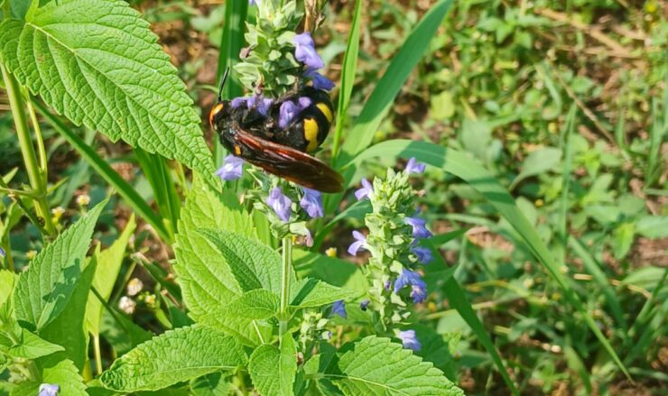 biodiversità in campo a dairago