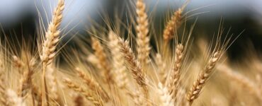puglia torna a produrre