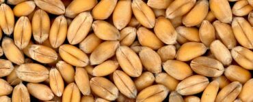 meno concime meno qualità