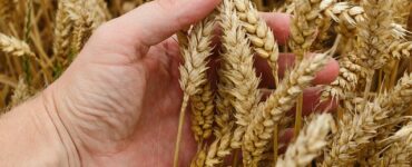 grano premia la tecnica