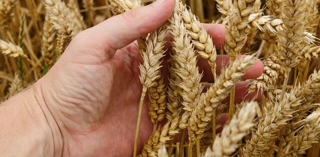 grano premia la tecnica