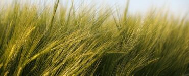 orzo sommersione