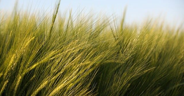 orzo sommersione