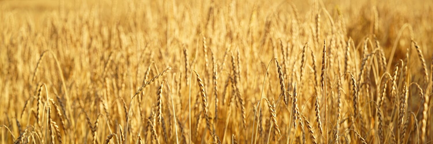 Fare farro ma...