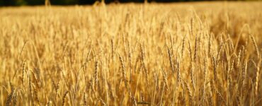 Fare farro ma...