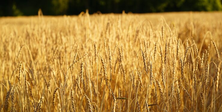 Fare farro ma...