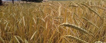 farro sfida grano
