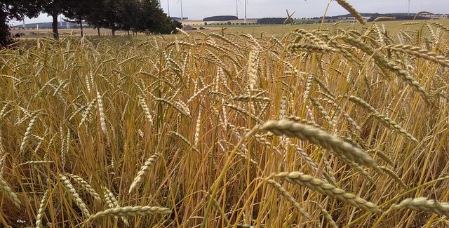 farro sfida grano