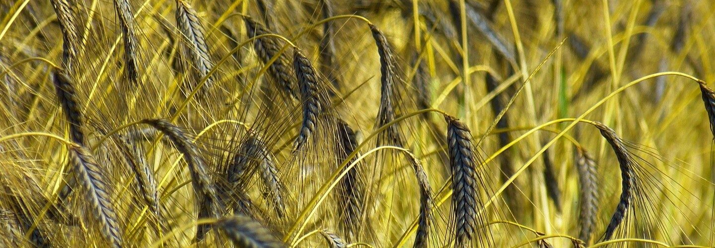 FARRO E GRANO NELLA MORSA