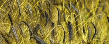 FARRO E GRANO NELLA MORSA