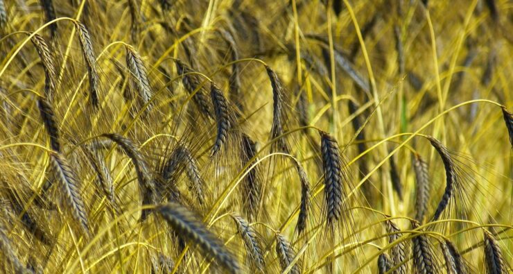 FARRO E GRANO NELLA MORSA
