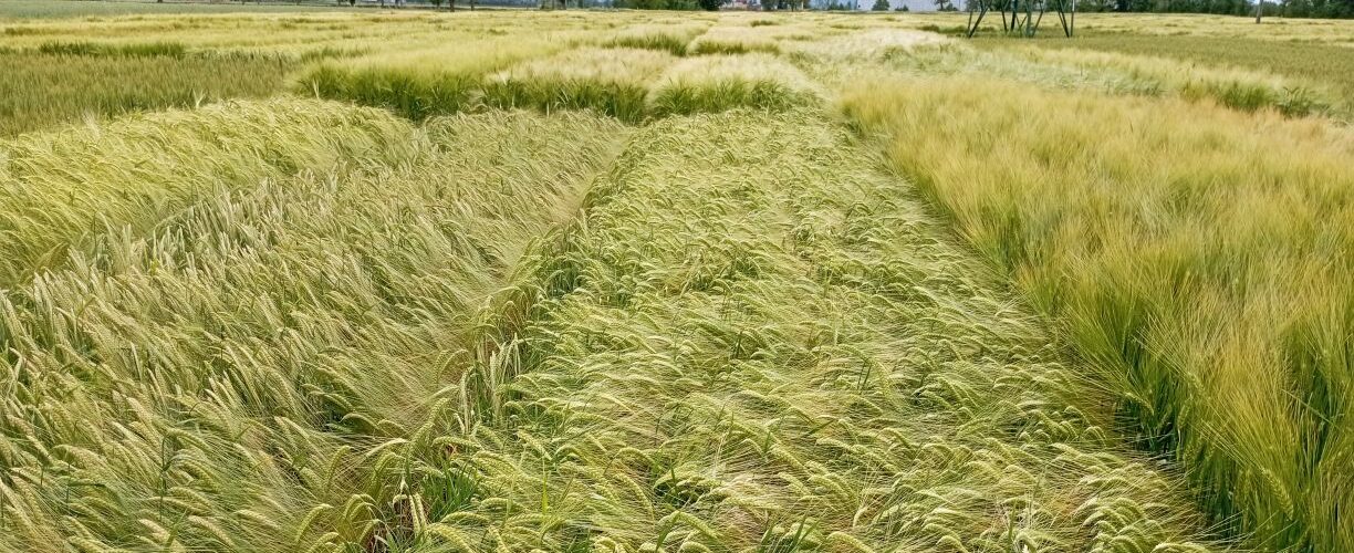orzo coltura di sistema