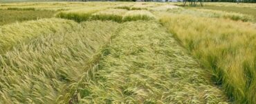 orzo coltura di sistema
