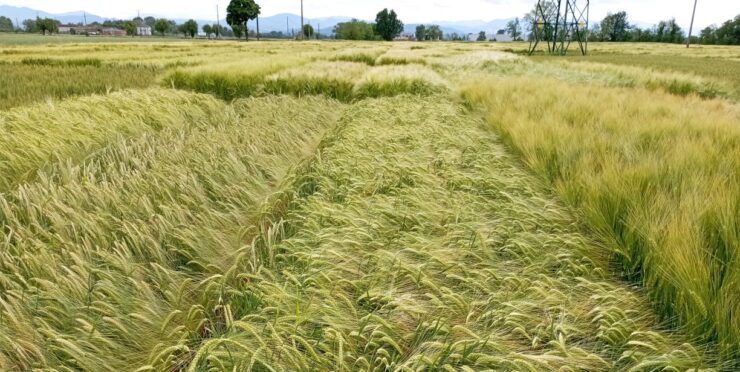 orzo coltura di sistema