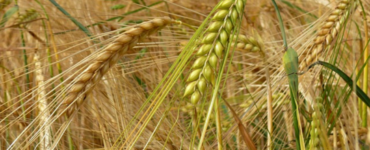 orzo stabilità