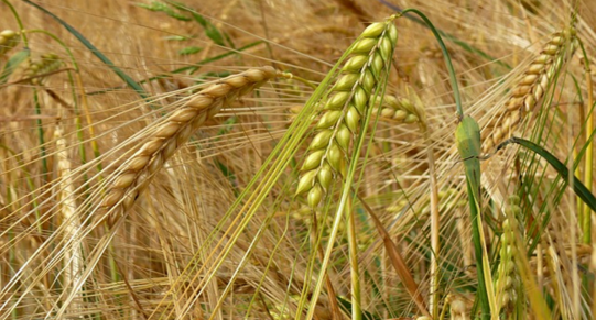 orzo stabilità
