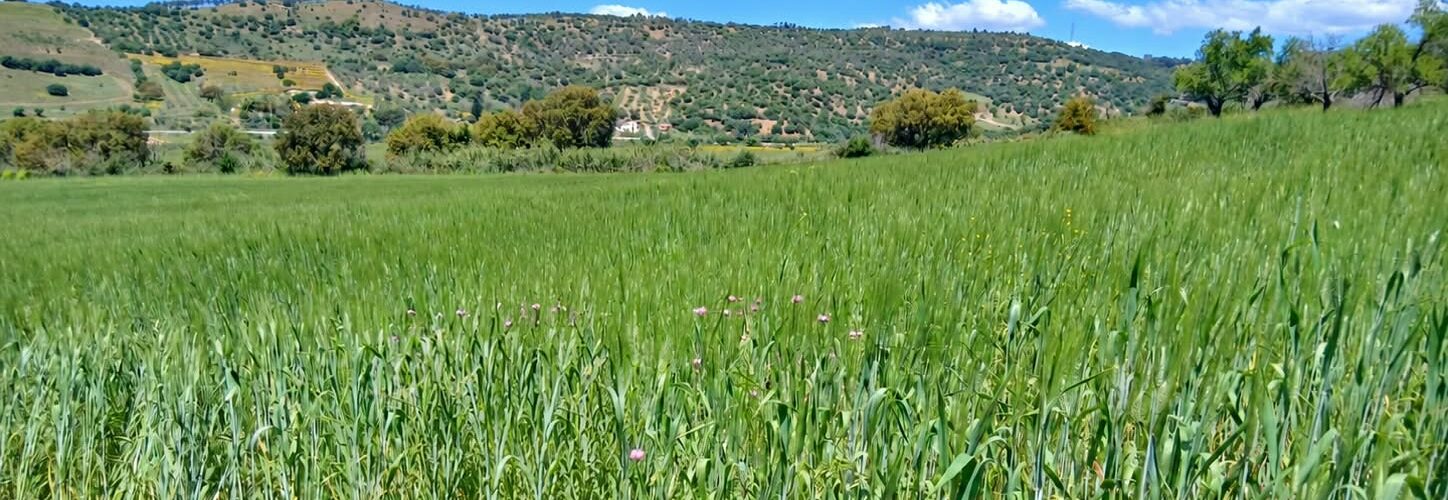 Al Fondo Sturzo torna il grano siciliano