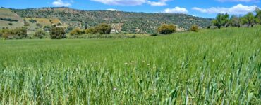 Al Fondo Sturzo torna il grano siciliano