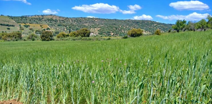 Al Fondo Sturzo torna il grano siciliano